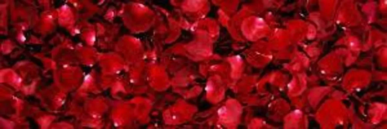 OnlyFans account  flowersoflove header 2