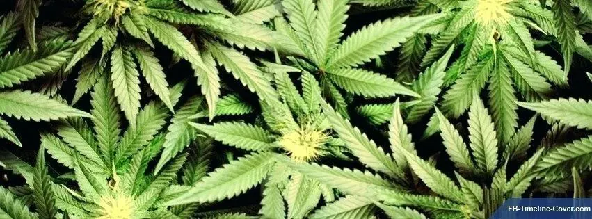 OnlyFans account  stonerlove18 header 2