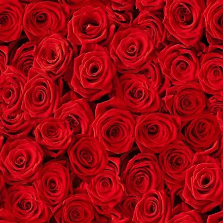 OnlyFans cuenta rose1995 header 2