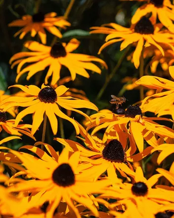 OnlyFans cuenta flourishing_evelyn header 2