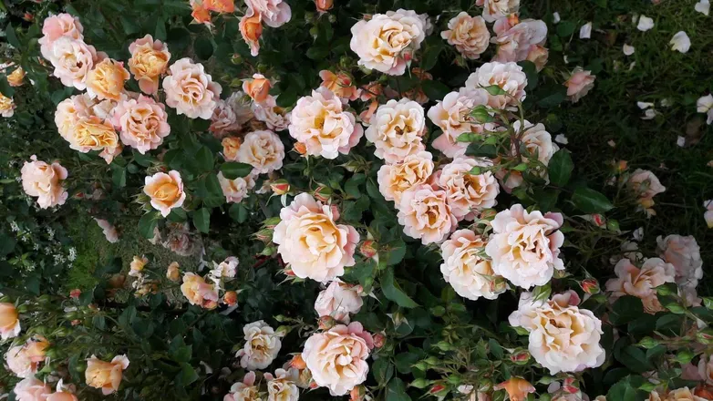 OnlyFans account  floralfemme header 2