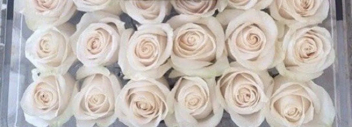OnlyFans cuenta ryleescott header 2