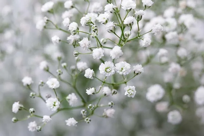 OnlyFans cuenta babysbreath17 header 2