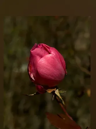 OnlyFans cuenta psychoactiveflower avatar 1