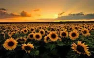 OnlyFans cuenta sunshine.sue5 header 2