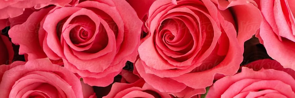 OnlyFans cuenta arose_inthorns header 2