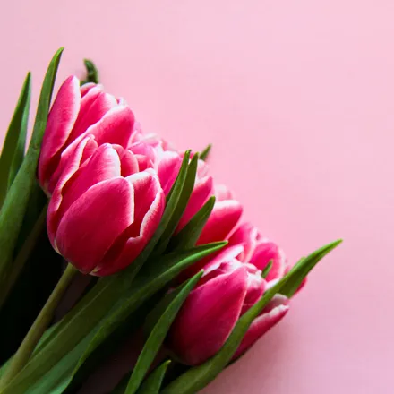 OnlyFans account  thetulipgirl header 2