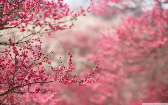 OnlyFans cuenta cherryblossomtwinkmn header 2