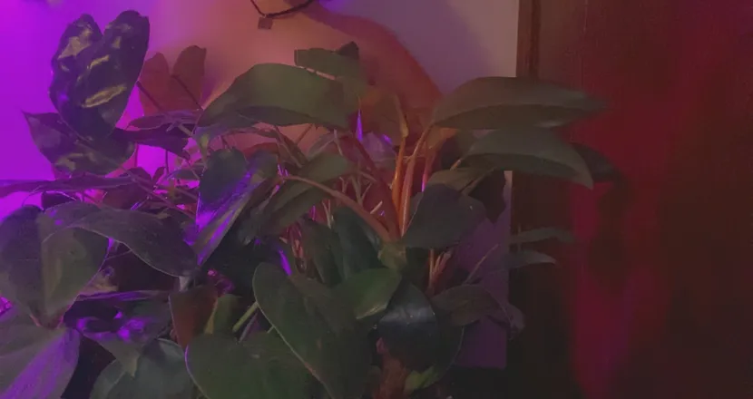 OnlyFans cuenta houseplantflora header 2