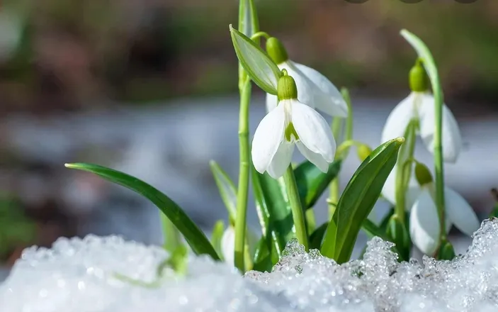 OnlyFans cuenta sweetgalanthus header 2