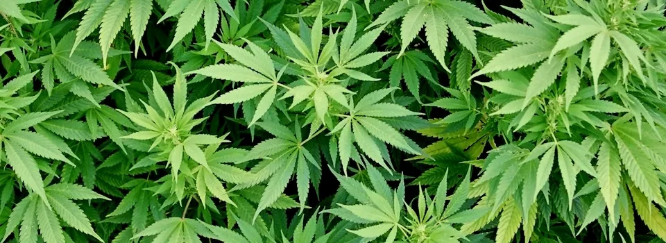 OnlyFans cuenta trippytayla420 header 2
