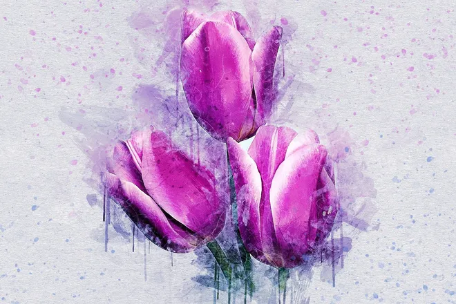 OnlyFans cuenta tuliptentation header 2