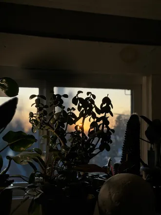 OnlyFans cuenta theplantyguy header 2