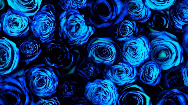OnlyFans cuenta u186827010 header 2