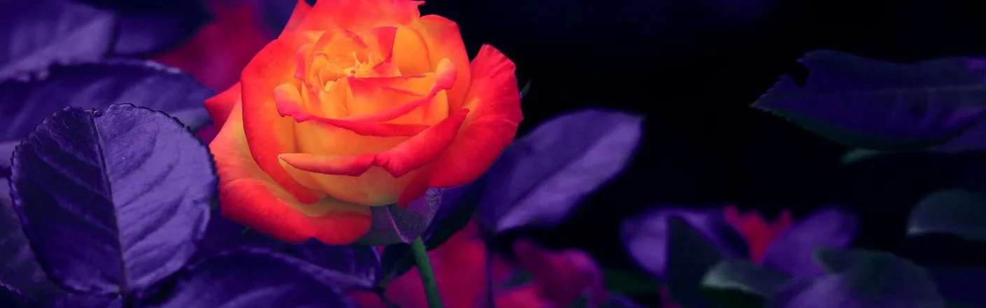 OnlyFans cuenta redlightencounters header 2