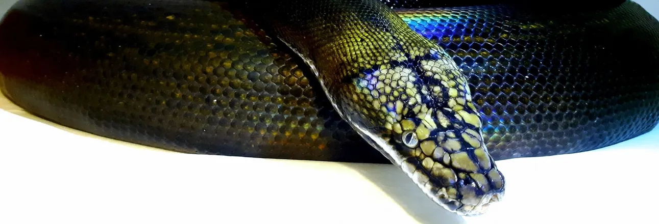 OnlyFans cuenta sadisticserpent header 2