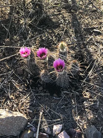 OnlyFans cuenta ethansteelexxx header 2