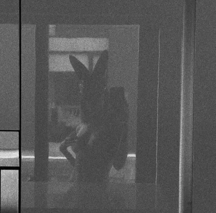 OnlyFans cuenta boredbunny777 header 2