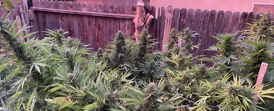 OnlyFans cuenta breeannabis header 2