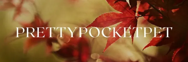 OnlyFans cuenta pocketpet header 2