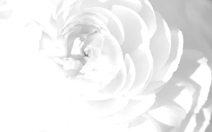 OnlyFans cuenta wildalice header 2