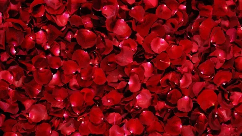 OnlyFans cuenta lilyssecretxo header 2