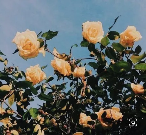 OnlyFans account  baby_yasmine header 2
