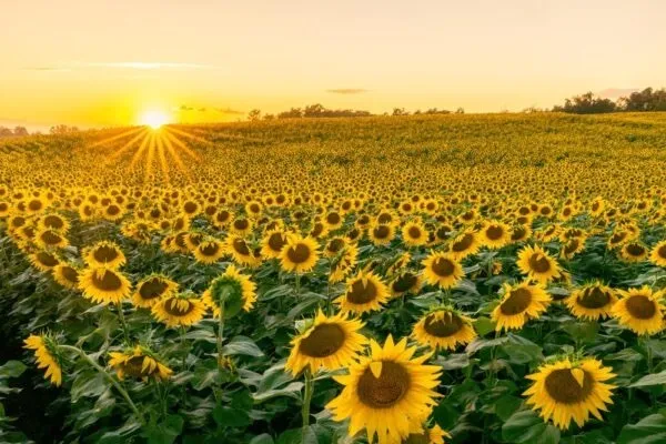 OnlyFans cuenta solefulsunshine header 2