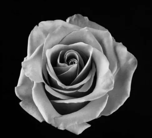 OnlyFans cuenta rose.blackanwhite header 2