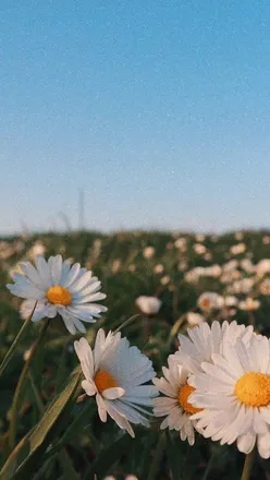 OnlyFans cuenta daffodilbaby header 2