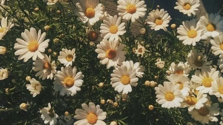OnlyFans cuenta giovannaxoxox header 2