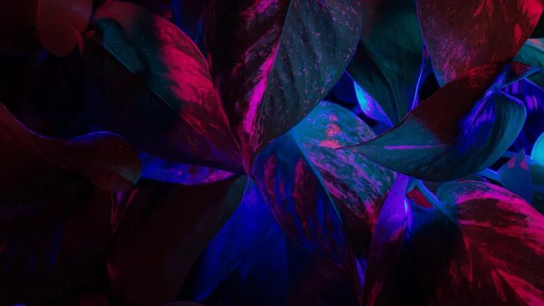 OnlyFans cuenta alicefrenesi header 2
