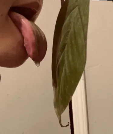 OnlyFans cuenta freaksunleafed avatar 1
