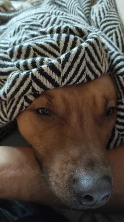 OnlyFans cuenta onlydoggie header 2