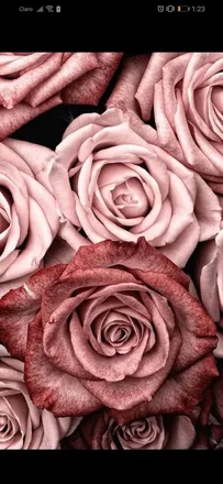 OnlyFans cuenta paula-andrea03 header 2