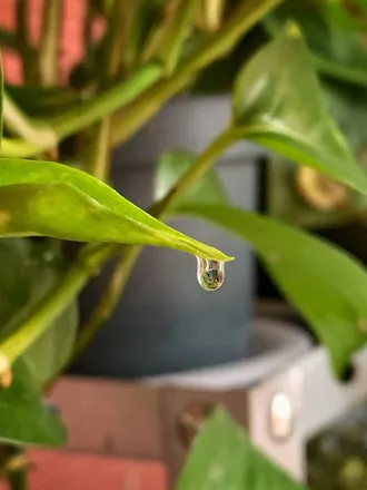 OnlyFans cuenta fairywithplants header 2