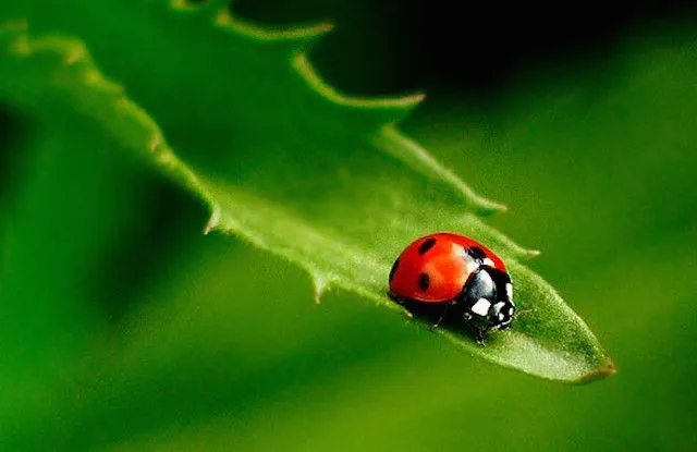 OnlyFans cuenta lilladybug124 header 2