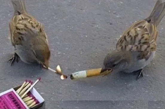 OnlyFans cuenta ilovecigarettes69 header 2