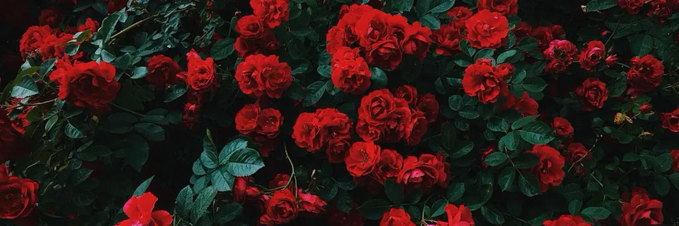 OnlyFans cuenta softersolespnw header 2
