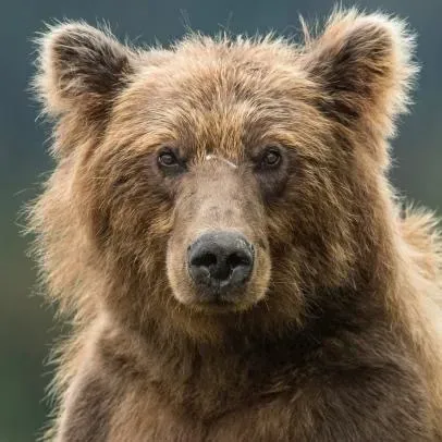 OnlyFans account  bearr avatar 1