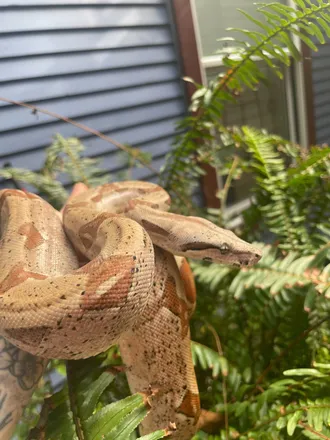 OnlyFans cuenta thatreptilechick header 2