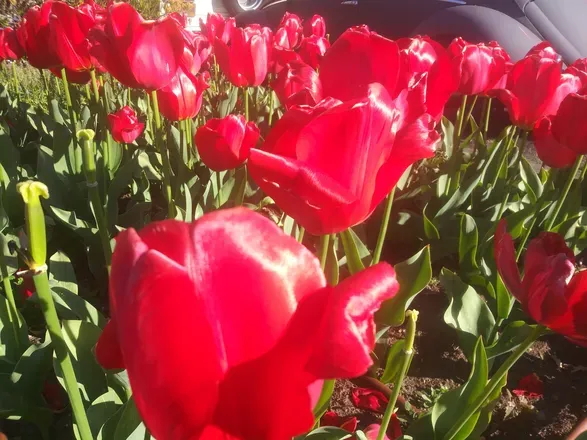 OnlyFans account  ucdevilsbbygirl header 2