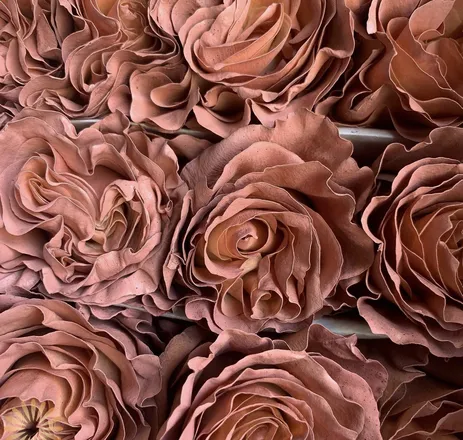 OnlyFans cuenta sweetierose69 header 2