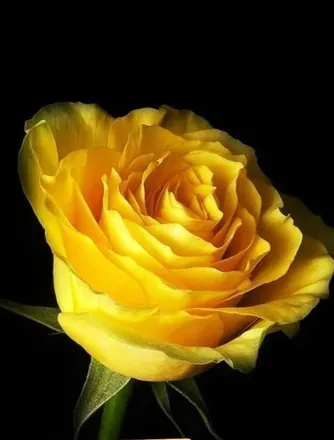 OnlyFans account  yellowrosier avatar 1