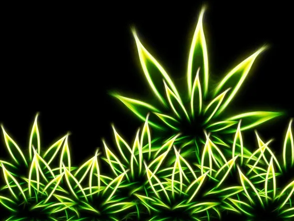 OnlyFans cuenta miss.vixen.420 header 2