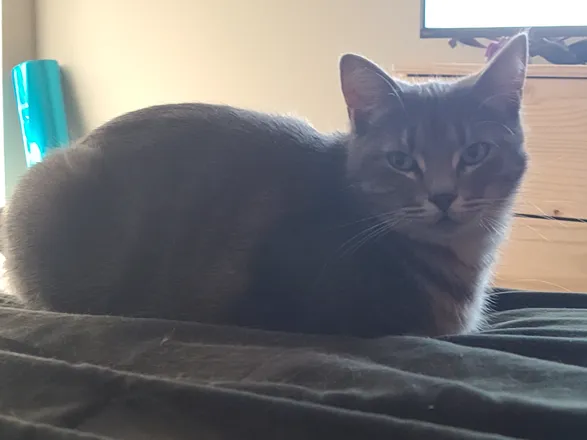 OnlyFans cuenta ptufather header 2