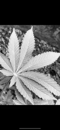 OnlyFans cuenta whiteewidoww420 header 2