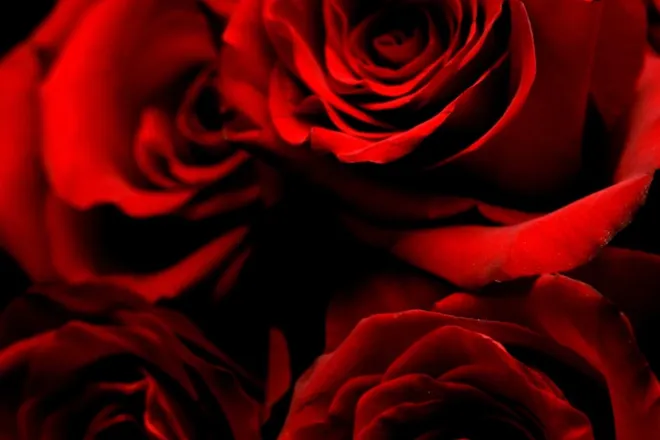 OnlyFans cuenta roseerbaker header 2