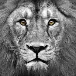 OnlyFans cuenta theroar avatar 1