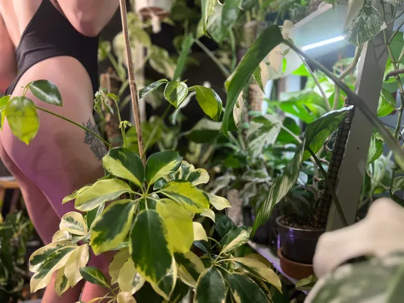 OnlyFans cuenta plantfeetpics header 2